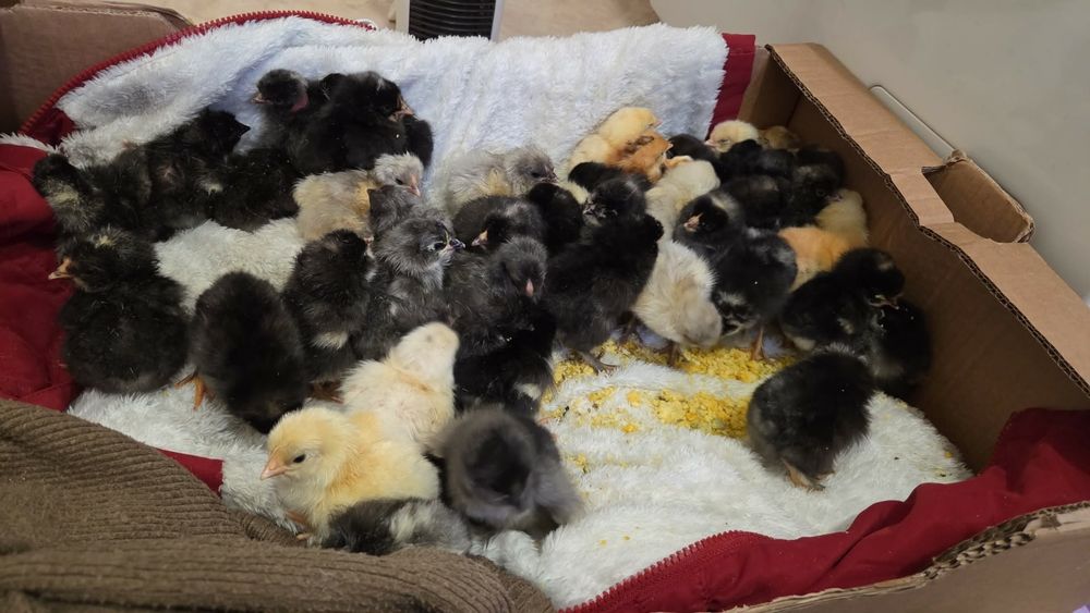 Puiuți de gaina rase amestecate