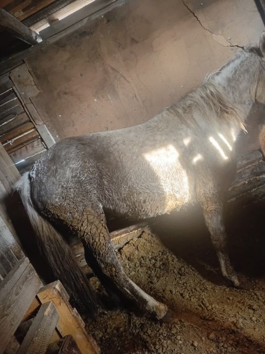 Продам семіз бие