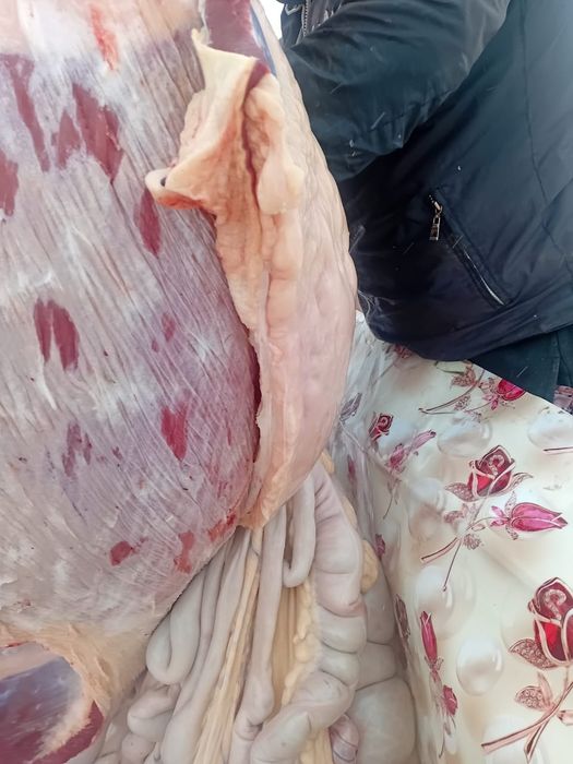 Продам Жабагы с откорма