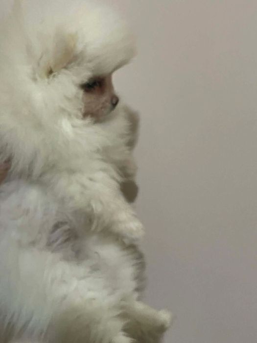 Малки  кученца- пумеран