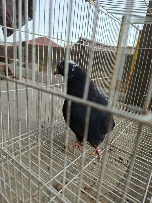 Продам белыйголовый