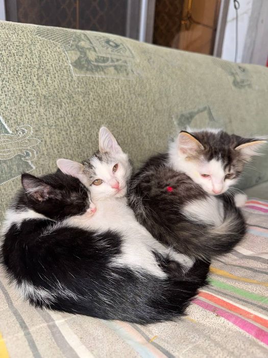 Продается домашние кошечки