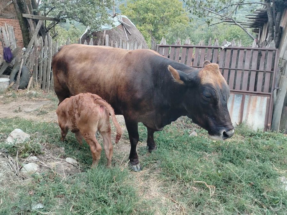 Vaca cu vițel de vanzare