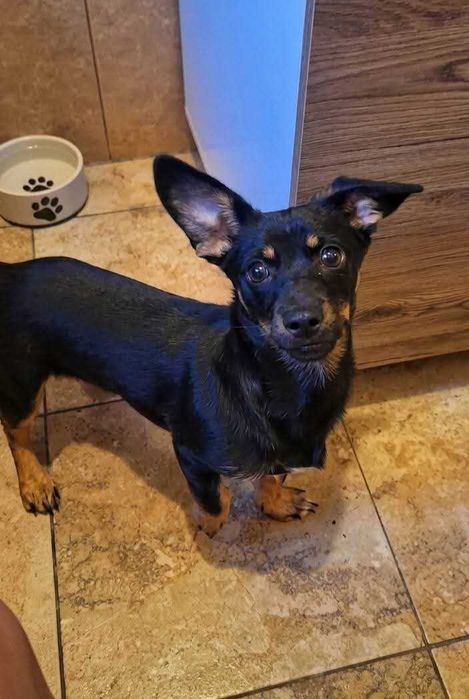 Ofer in adoptie catelusa de talie mica