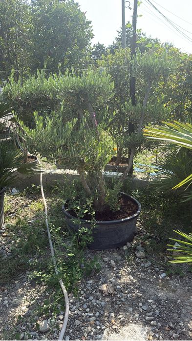 Maslini seculari rezistent la inghet