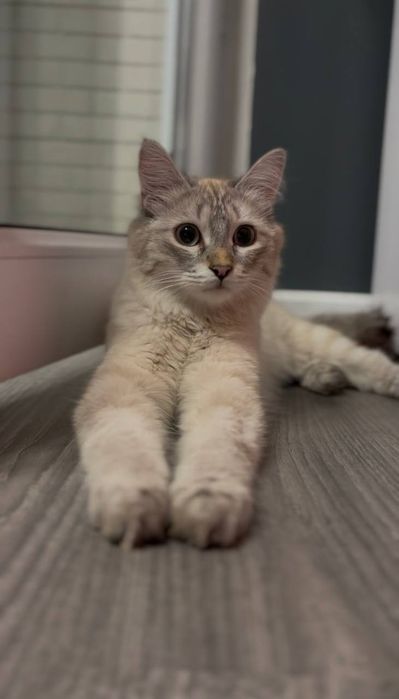 Ищем дом котику Стюарту/⁠ᐠ⁠｡⁠ꞈ⁠｡⁠ᐟ⁠\