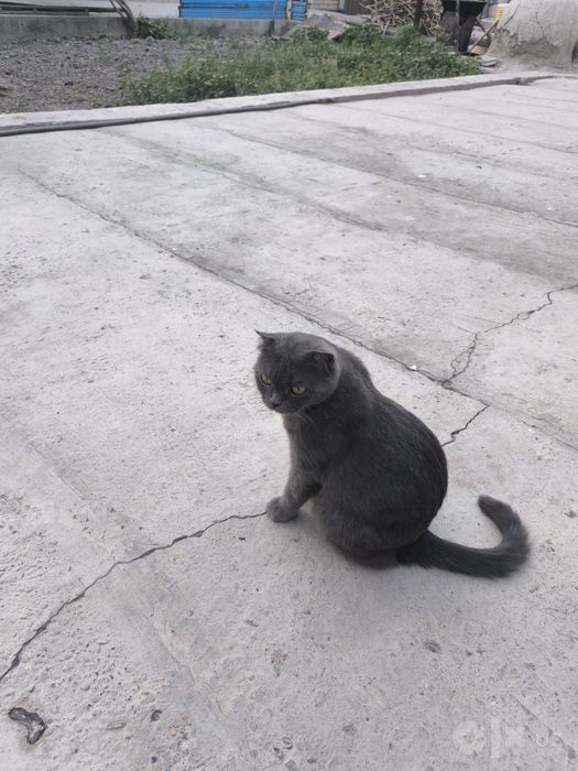 Скоттиш страйт  зотли айол мушук сотилади
А