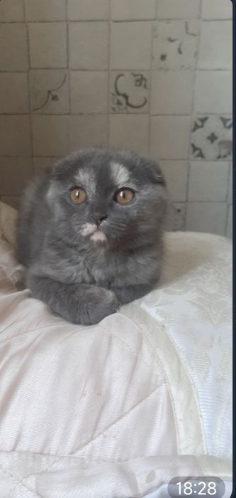 Продам вислоухого