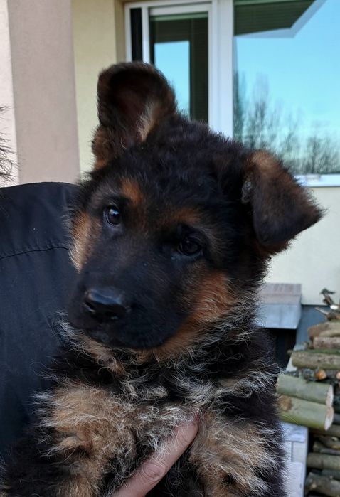 Развъдник за немски овчарки