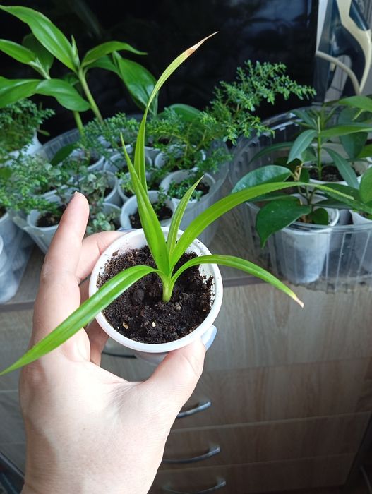 Продам отростки, суккуленты
