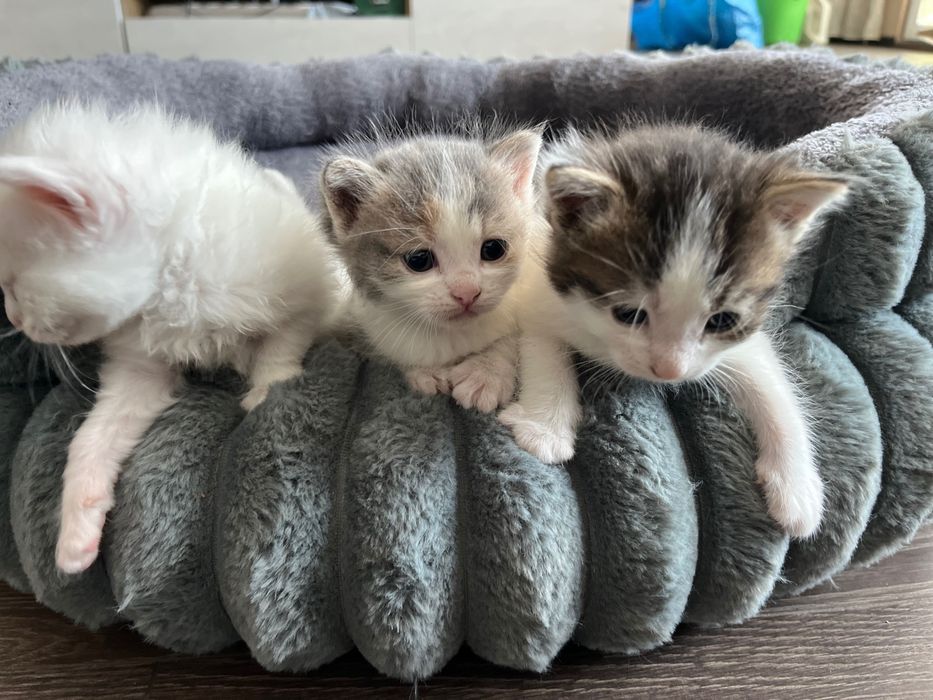 Подарявам малки котета