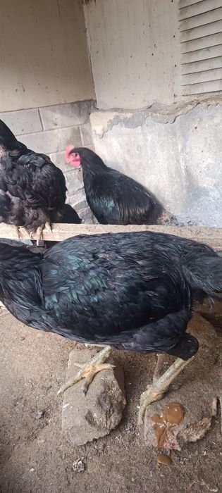 Хакикий гигант Корашахзода жужа хурозлари сотилади.