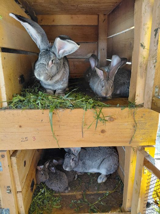 Iepuri Uriaș German -0771073798-