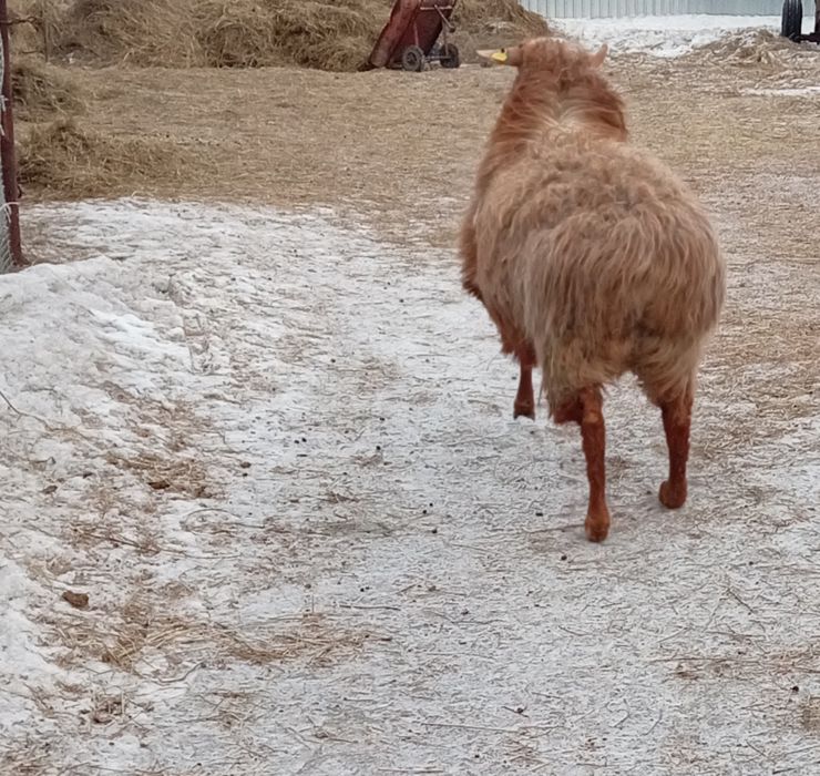 Продам овцематку жирная