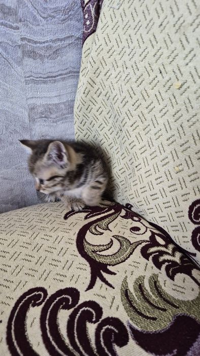 Отдам котят в добрые руки