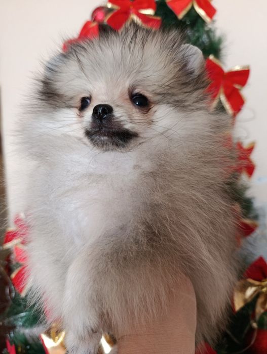 Щенки шпица мини