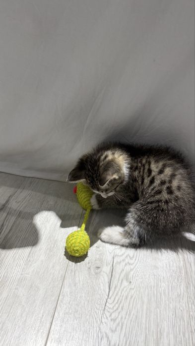 Ищем дом котенку
