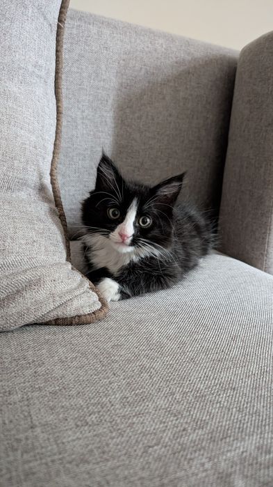 Отдам котенка в добрые руки