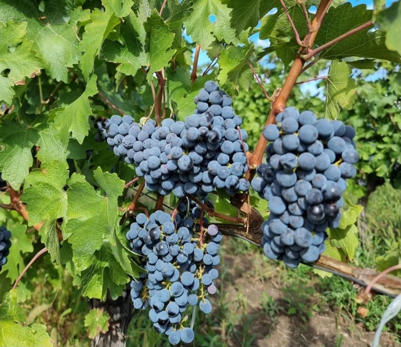 De vanzare struguri de vin