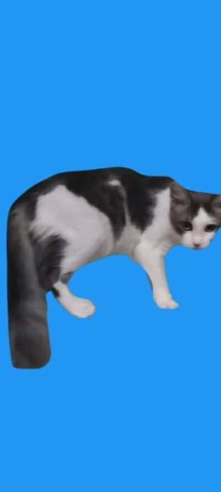 Очень ласковый котик,годик ищет мам и пап