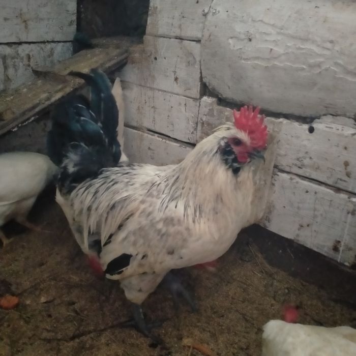 Продам молодых петушков .