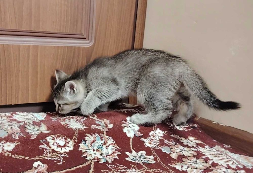 Шотландка страйт 2ойлик