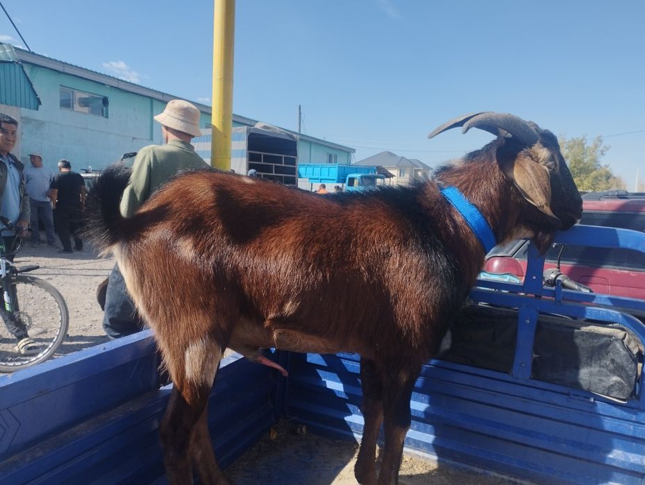 Продам козла производителя