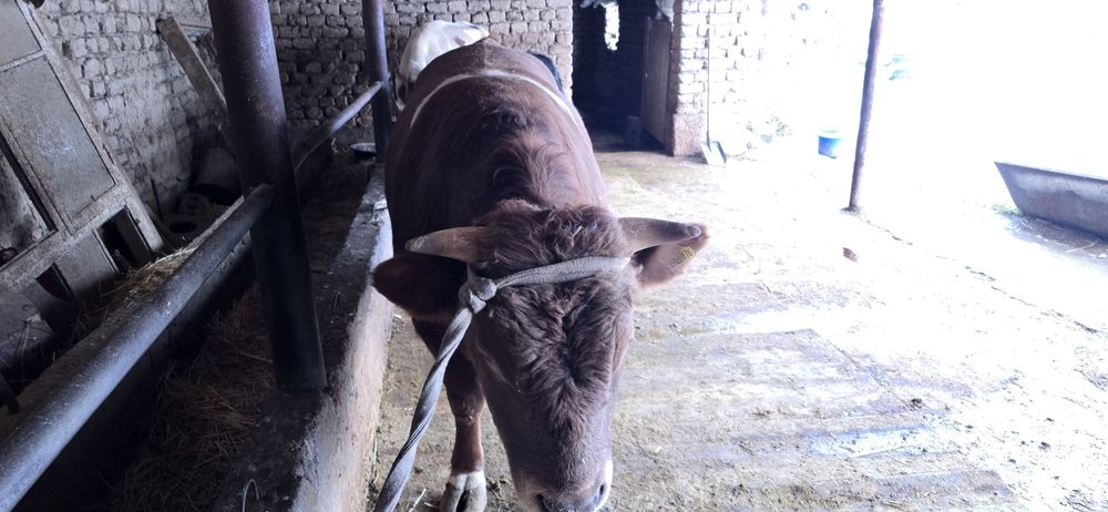 Бұқа сатылады бык