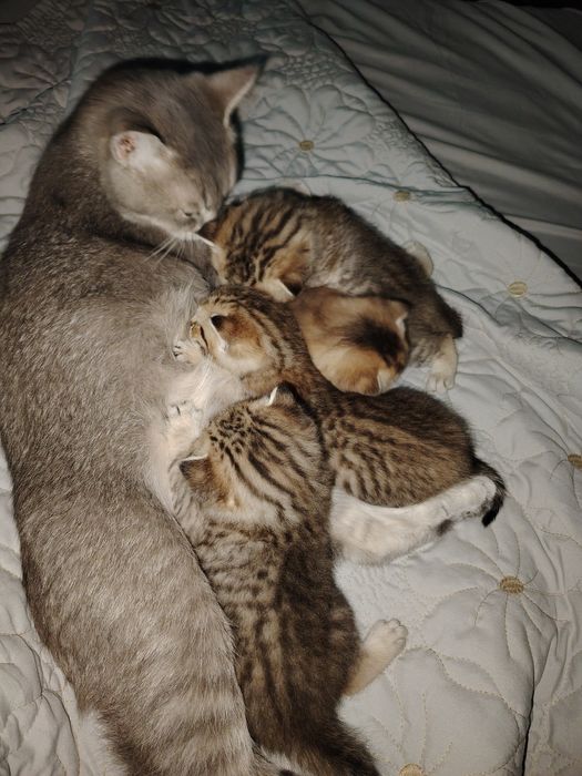 Mushuk sоtilvoti britan shinshilla toza ota va ona ham shinshila