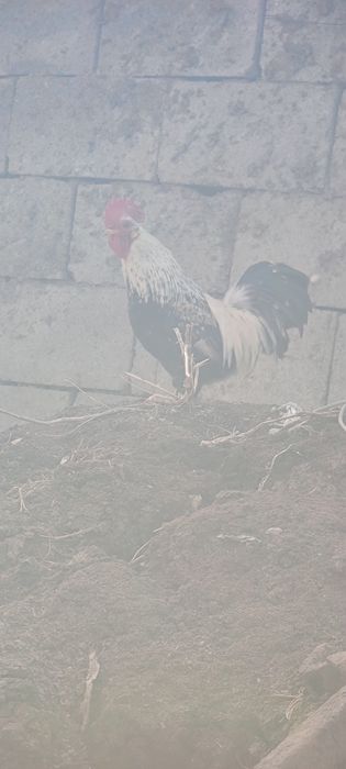 Продам карликовых петушков