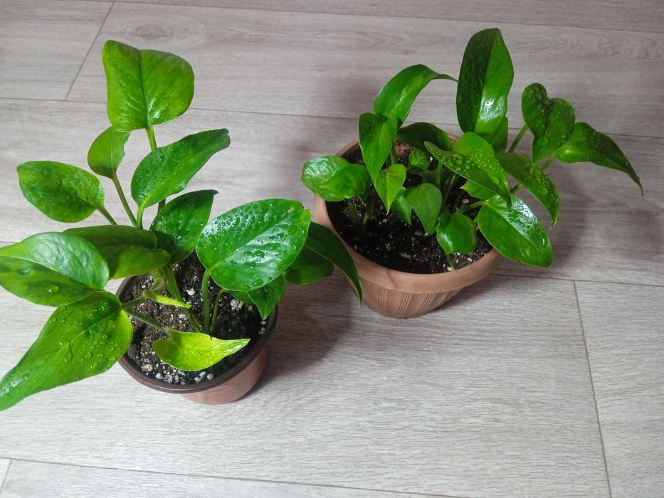 Продам эпипремнумы разногот вида