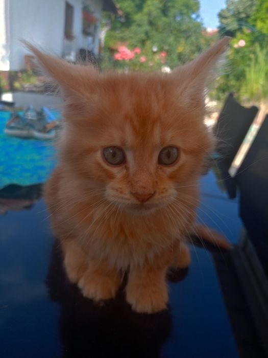 Коте от породата Мейн Куун