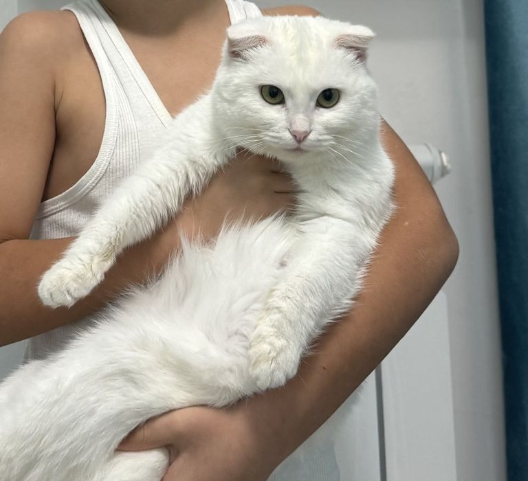 Котята 12марта роделись