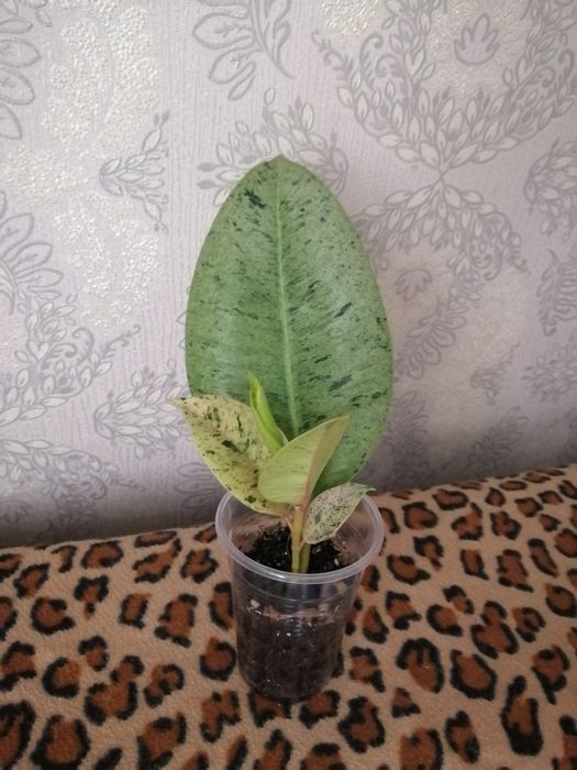 Продаю фикус Шривериана