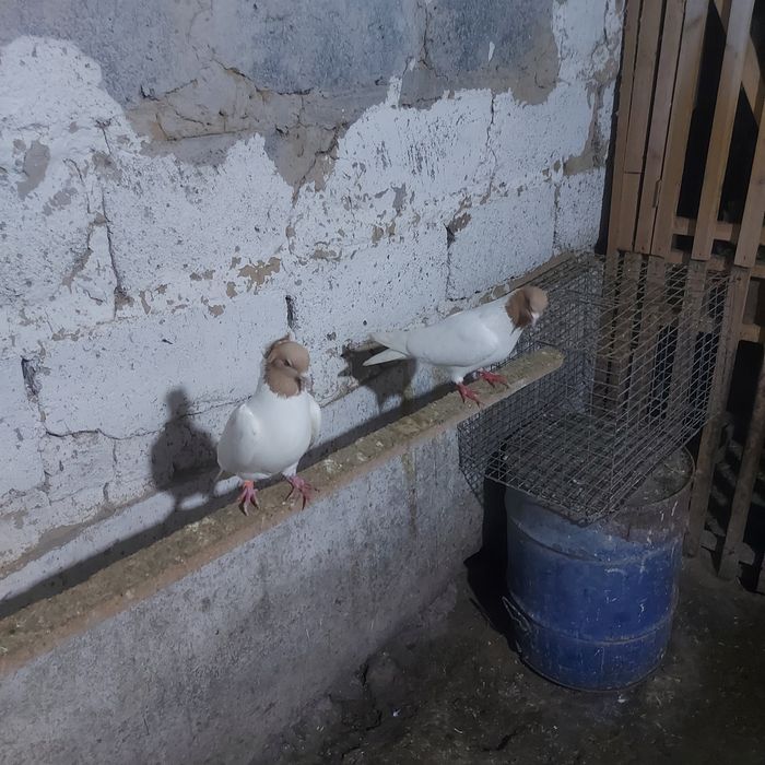 Сары бас  чубати самка лиси самец