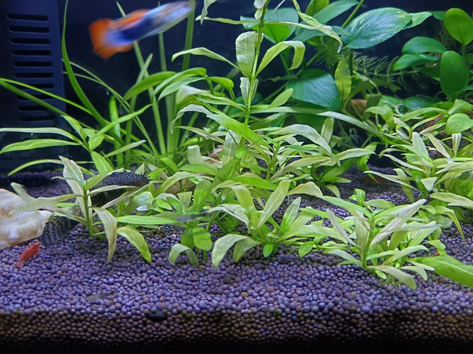 Аквариум с рыбками