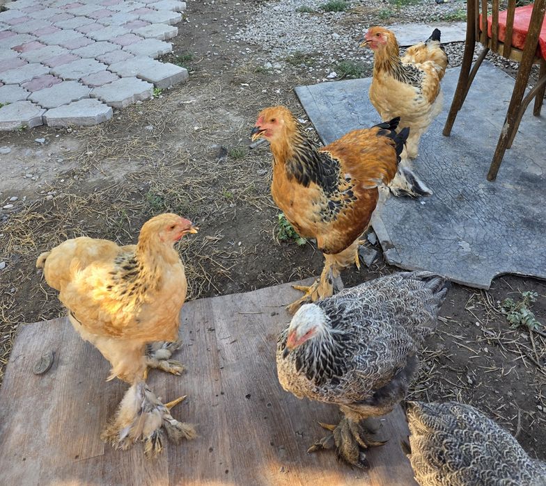Продам полевую браму