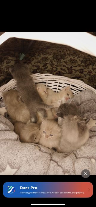 Продам котёнки британские