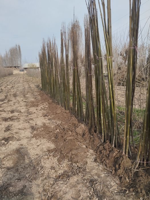 Ку́чатлар сифатли ва су́ртига кафолат мавжут