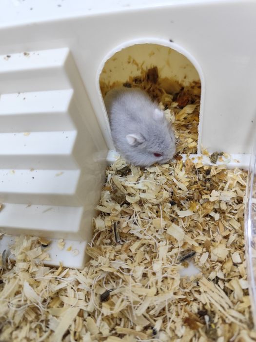 4 pui de  hamster