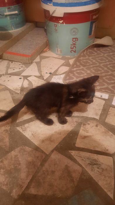 Котята даром, бесплатно.