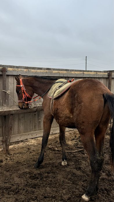 Уральск, район акжаикски
