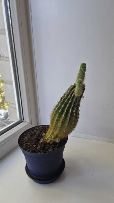 Продам кактус с горшком
