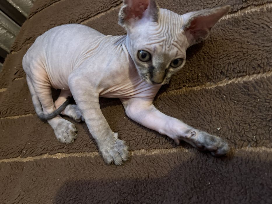 продам котенка сфинкса девочку