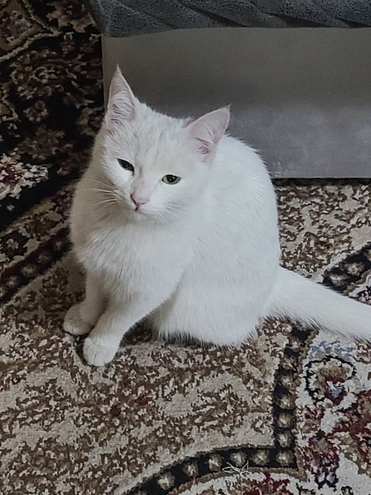 Mushuk hadyaga beriladi