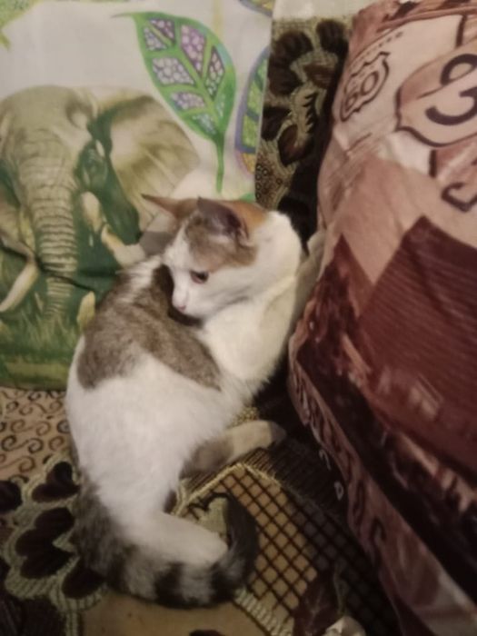 Котёнок даром. Срочно.  Муратбаева гоголя