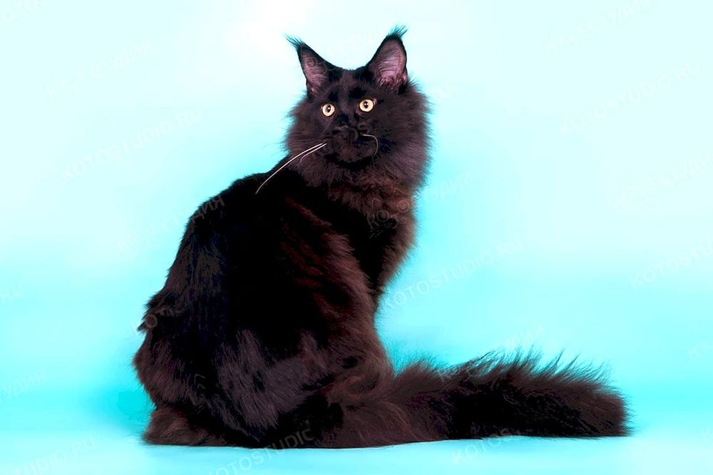 ЛУЧШИЕ кошки Кокшетау !