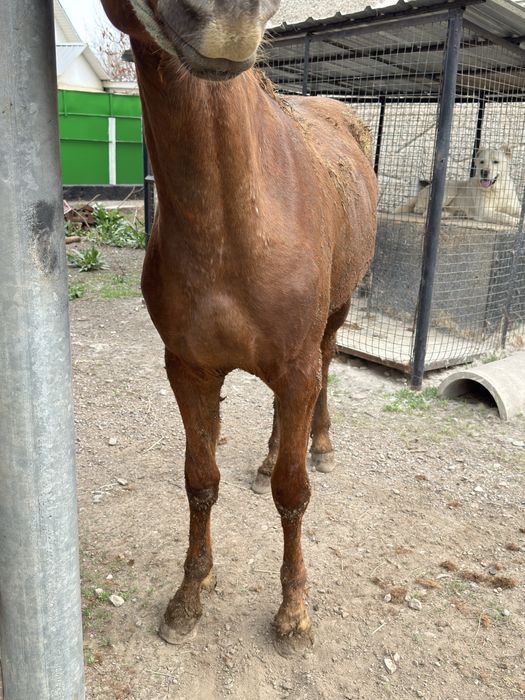 Кунан стоит на откорме