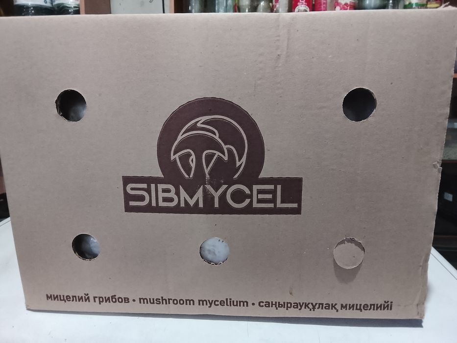 Мицелий шампиньонов и вешенки
