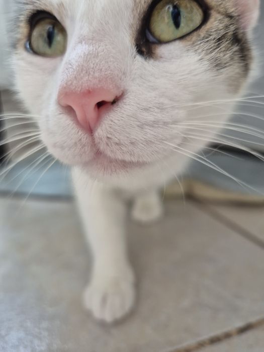 Greta pisica cauta familie